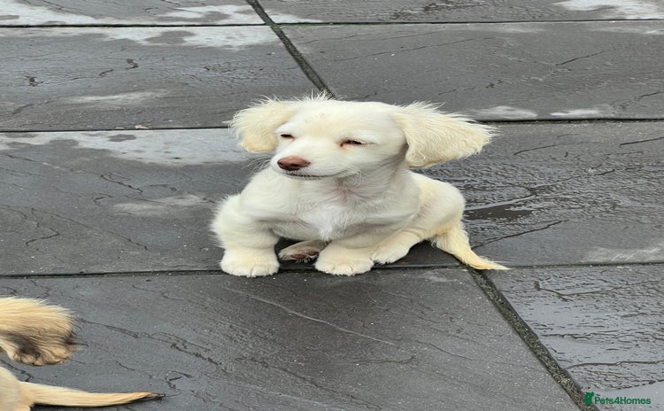 Mixed Breed dogs - Advert 15