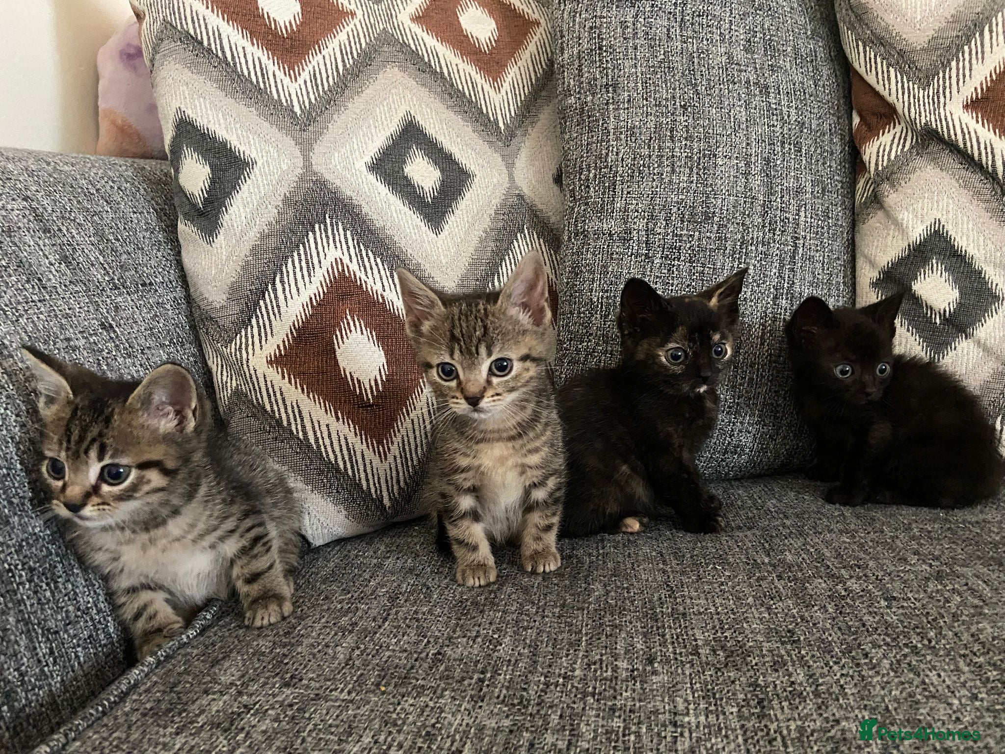 Mixed Breed cats 9 week old kittens  - Advert 1