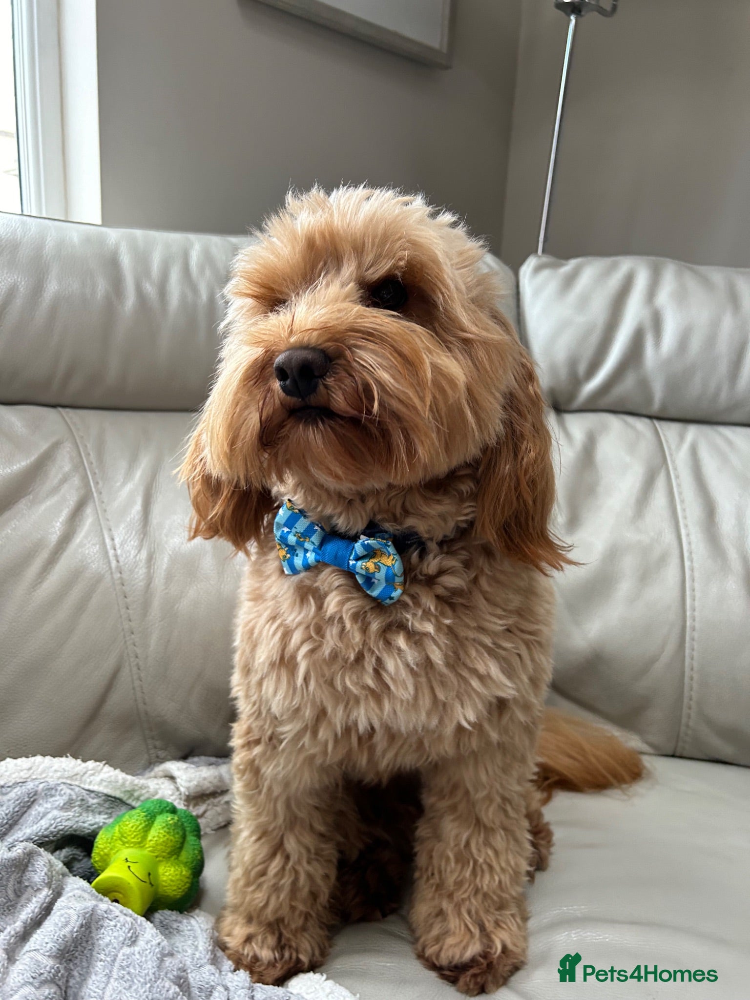 Cockapoo dogs for stud: Stunning Fully Health Tested F2b Cockapoo Proven ! - Advert 1