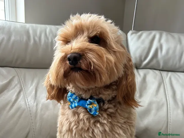 Cockapoo dogs for stud: Stunning Fully Health Tested F2b Cockapoo Proven ! - Advert 1