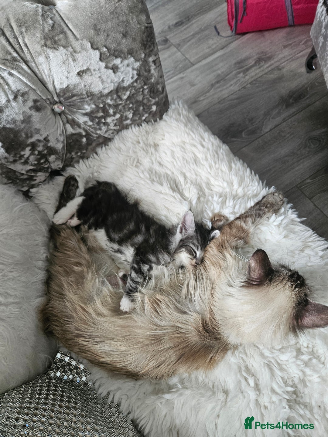 Maine Coon cats for sale: Gorgeous maincoon kittens - Image 10