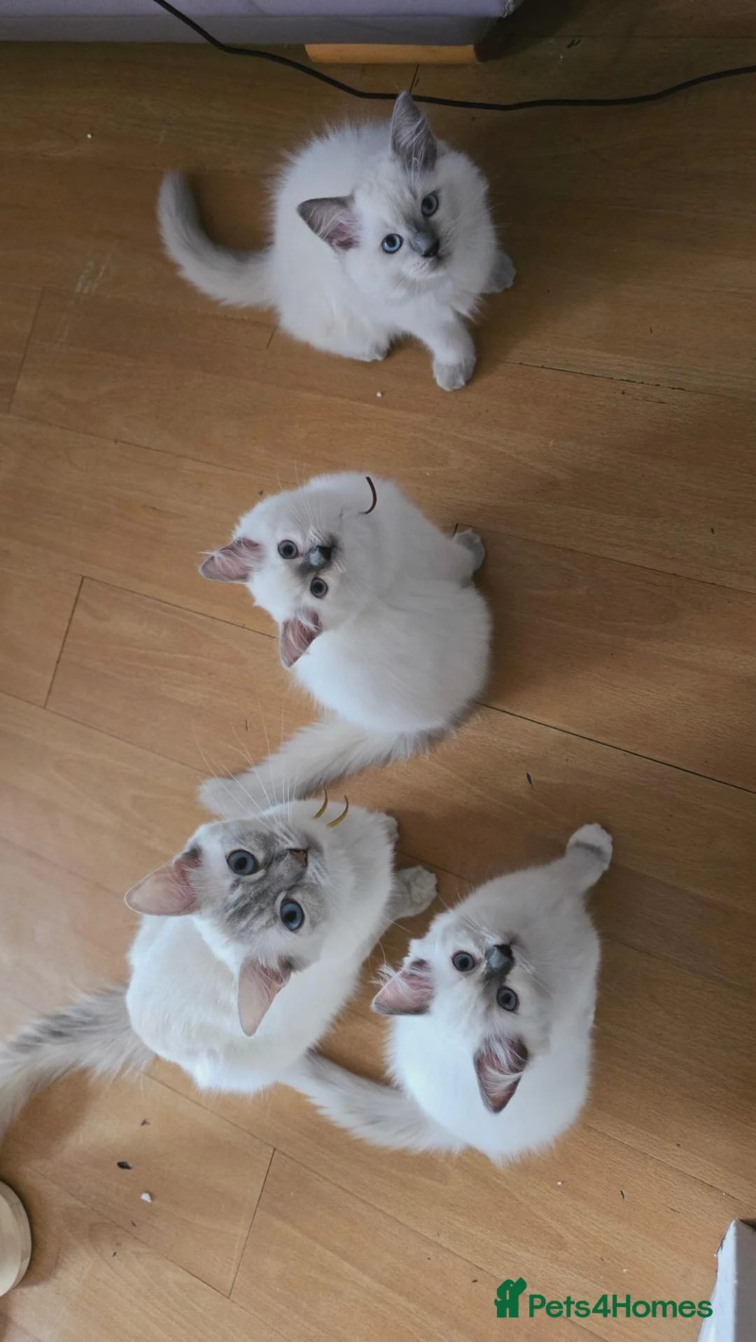 Ragdoll cats for sale: Ragdoll Kittens blue point and flame point - Advert 2