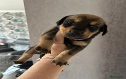 Mixed Breed dogs for sale: Husky cross dashound rare breed  - Image 7