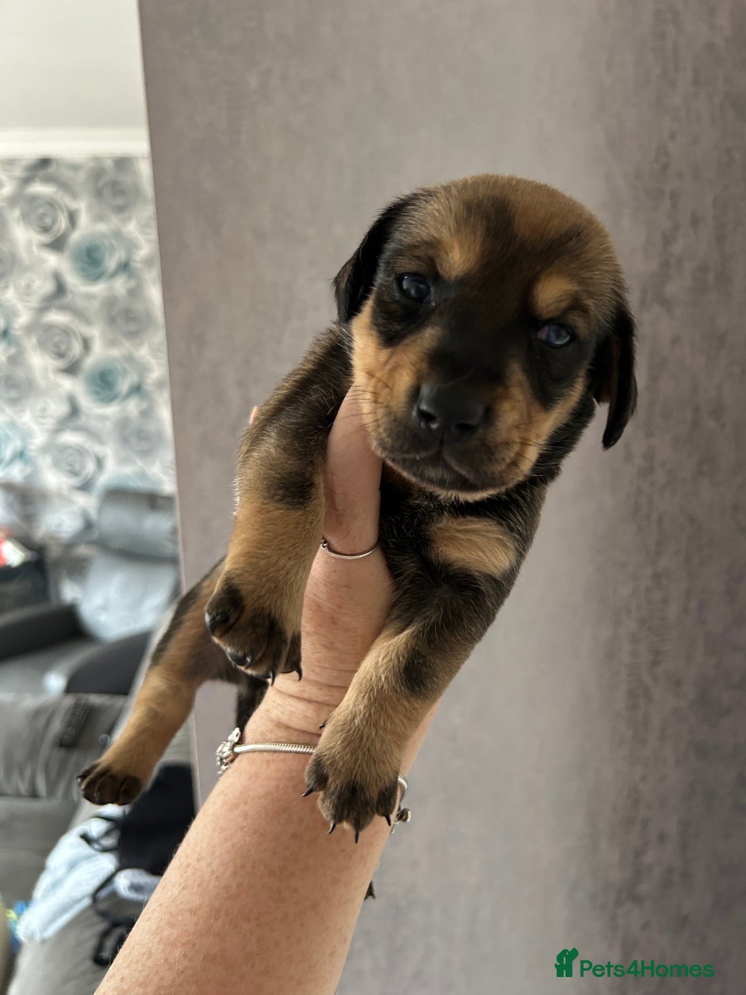 Mixed Breed dogs for sale: Husky cross dashound rare breed  - Image 7