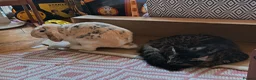 Mixed Breed rabbits for sale: Sweet, Free-Roam "Fella" Looking for Home 🏡  in Norwich - Advert 5