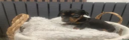 Dachshund dogs for sale: Mini dachshund puppies  - Advert 9