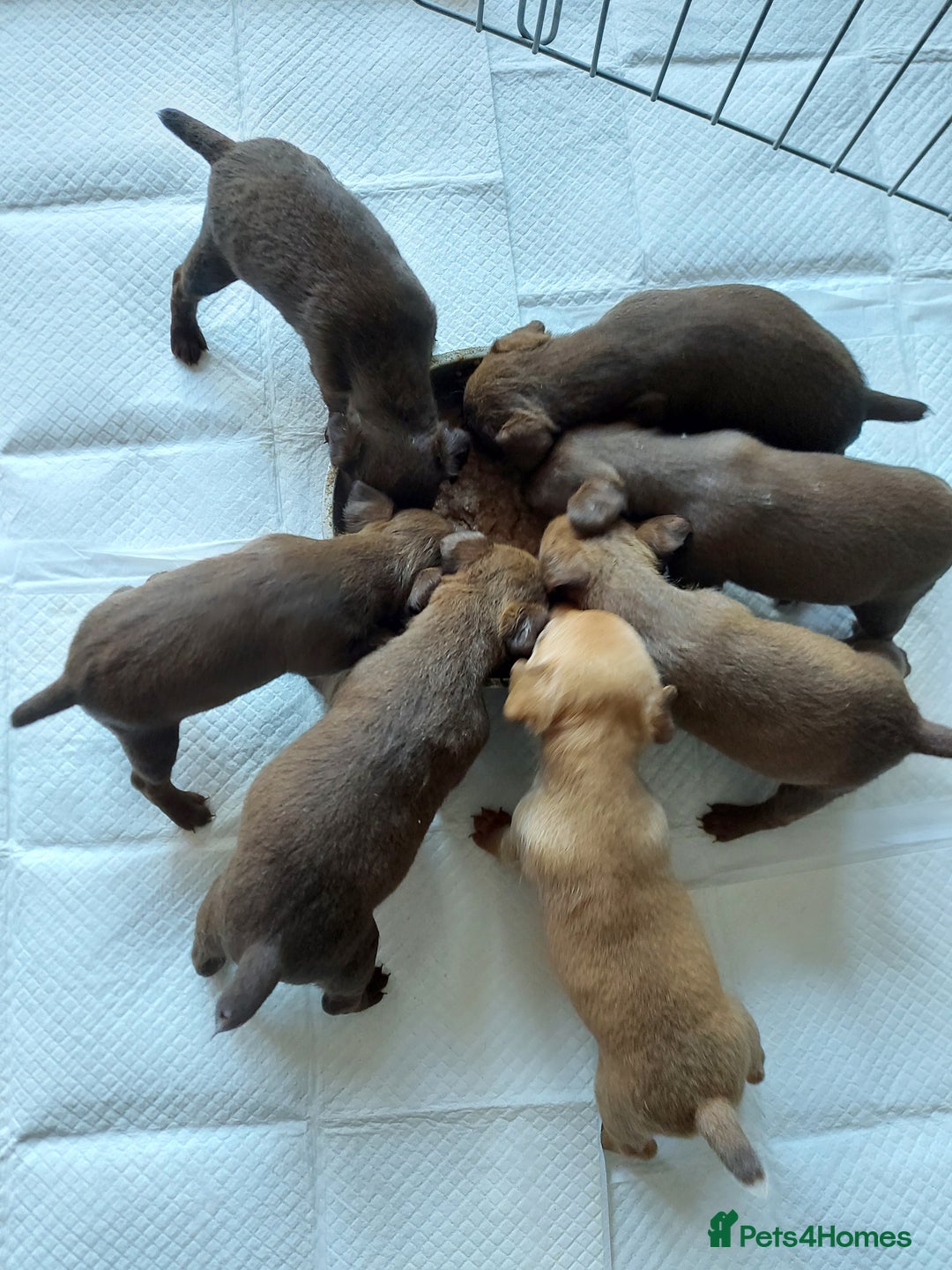 Patterdale Terrier dogs for sale: Patterdale terrier puppy ready to leave now  - Advert 3