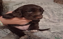 Cocker Spaniel dogs for sale: Chunky chocolate cooker spaniel puppies - Advert 8