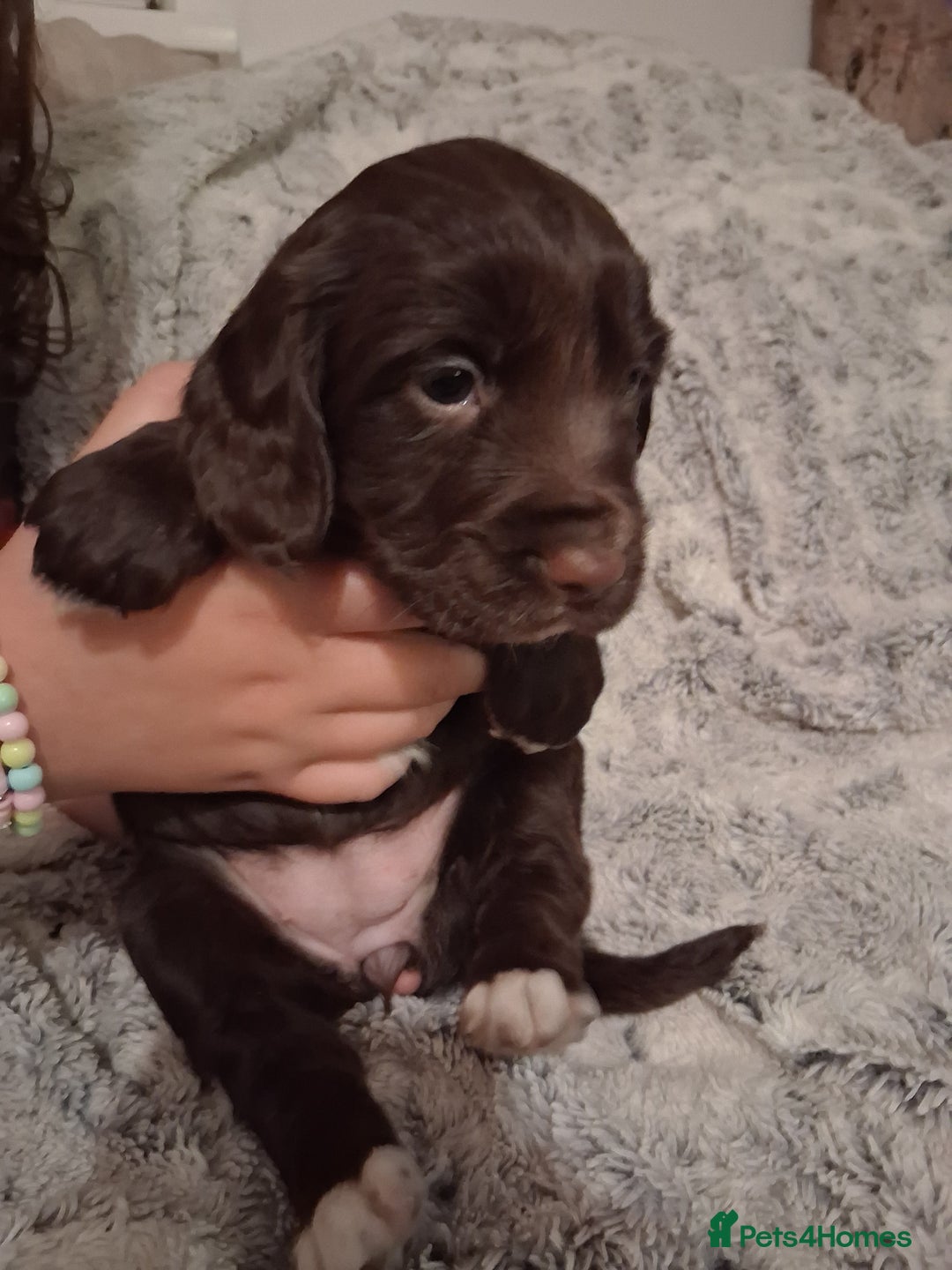 Cocker Spaniel dogs for sale: Chunky chocolate cooker spaniel puppies - Advert 8