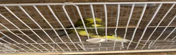Budgerigars birds for sale: Young budgies & breeding pairs  - Advert 3