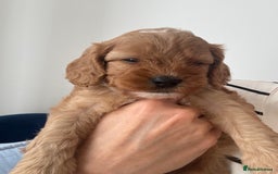 Cavapoo dogs for sale: Extensively health tested F1 Cavapoos  - Image 16