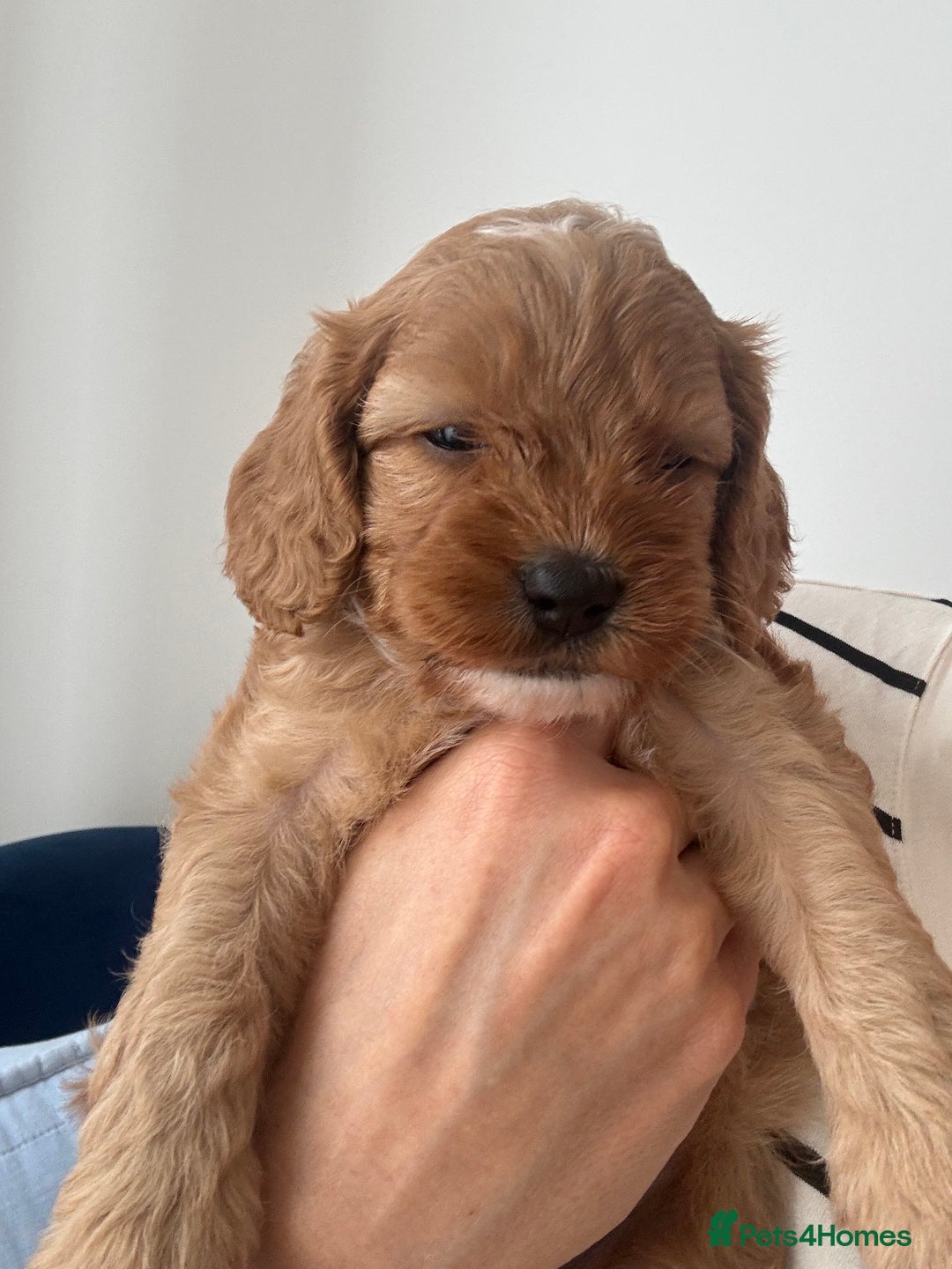 Cavapoo dogs for sale: Extensively health tested F1 Cavapoos  - Image 16