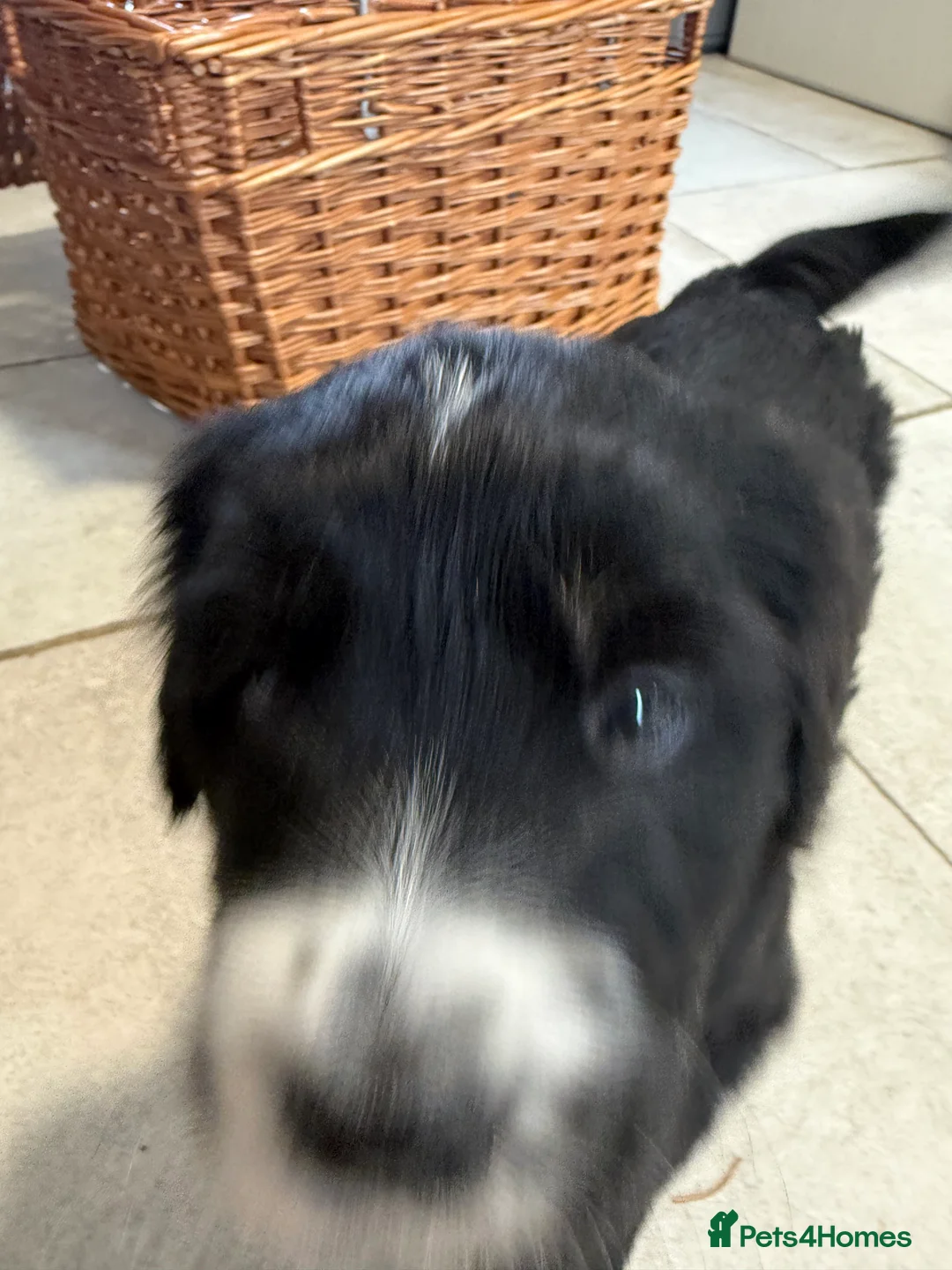 Mixed Breed dogs for sale: Stunning Golden Mountain Puppy in Bishop Auckland - Advert 13