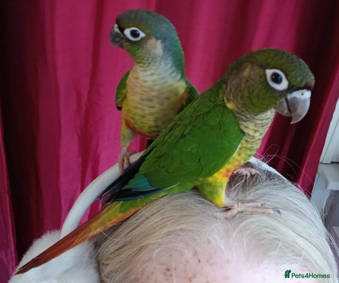 Conures birds for sale: Conures handreared Conures Green Cheeks  - Image 8