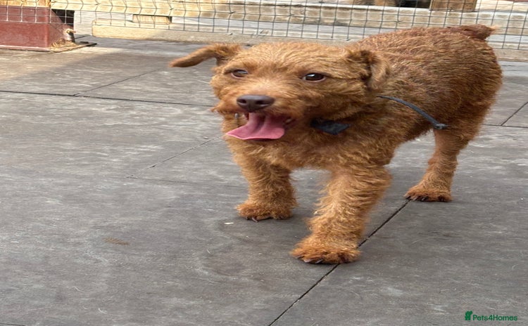 Lakeland Terrier dogs - Advert 1