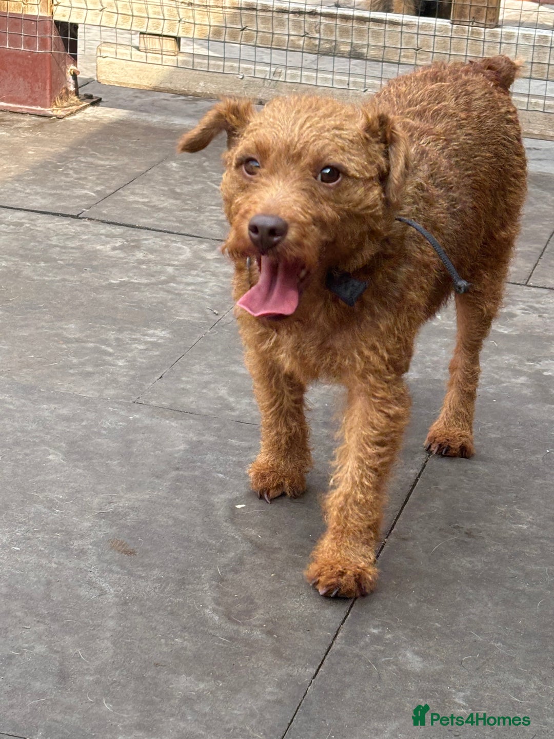 Lakeland Terrier dogs for sale: Red Lakeland Terrier Bitch - Image 1