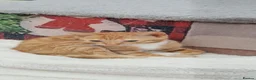 Mixed Breed cats for sale: 6 little kitens(2 boys and 4 girls) - Advert 19