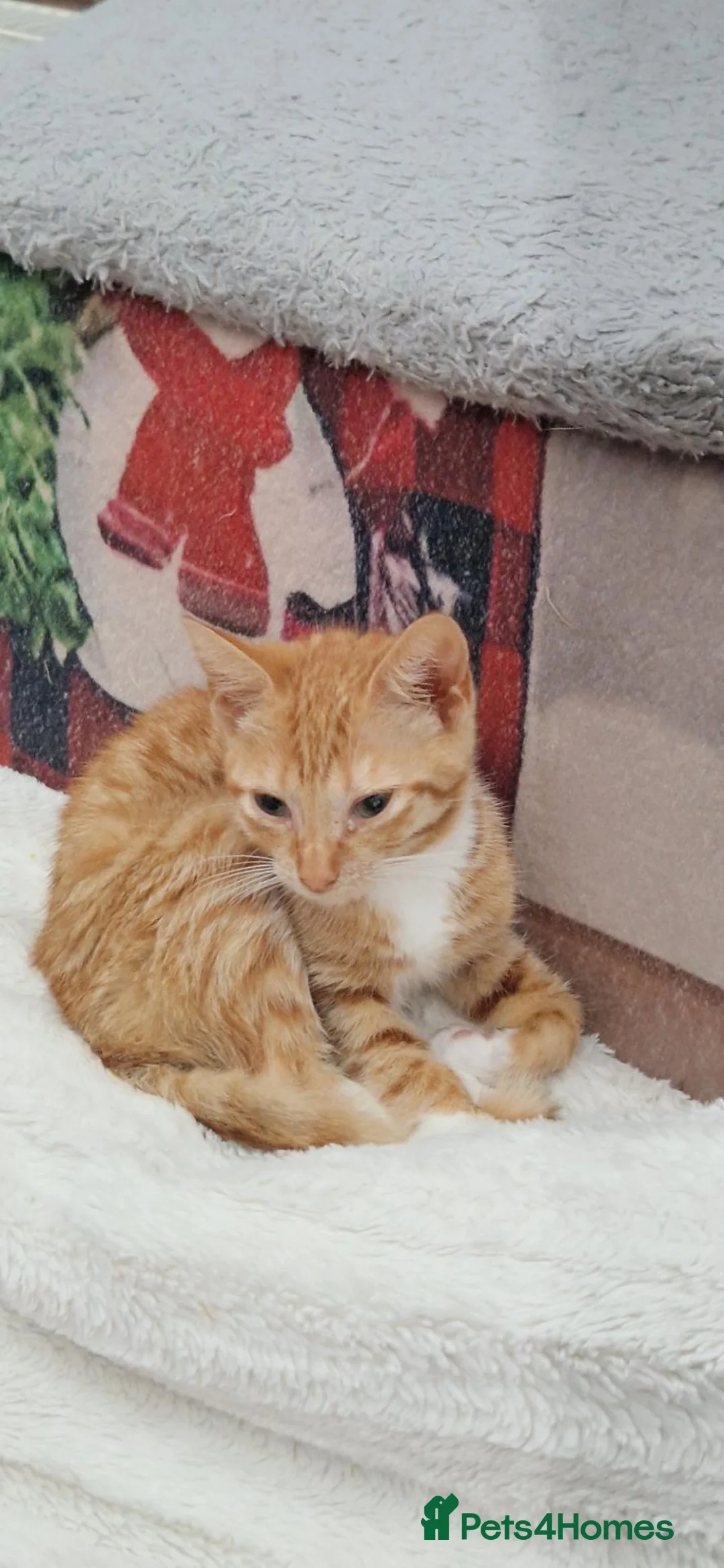 Mixed Breed cats for sale: 6 little kitens(2 boys and 4 girls) - Advert 19
