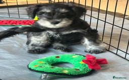 Miniature Schnauzer dogs for sale: Miniature Schnauzers - Advert 2