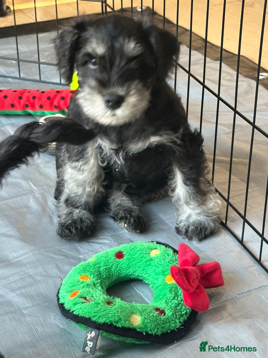 Miniature Schnauzer dogs for sale: Miniature Schnauzers - Advert 2