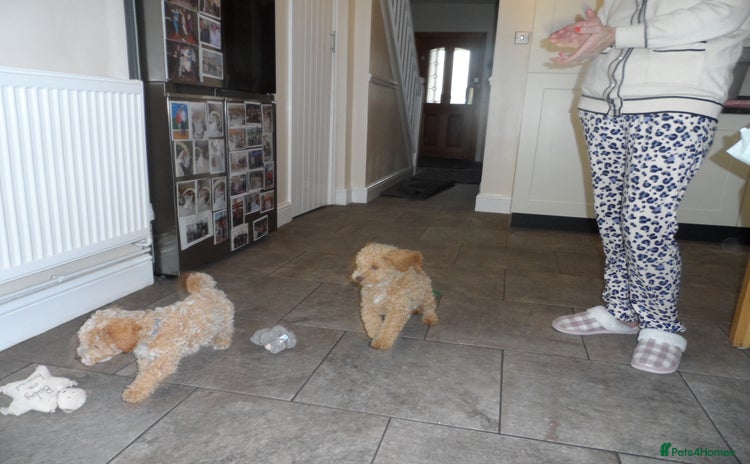 Cavapoo dogs - Advert 11