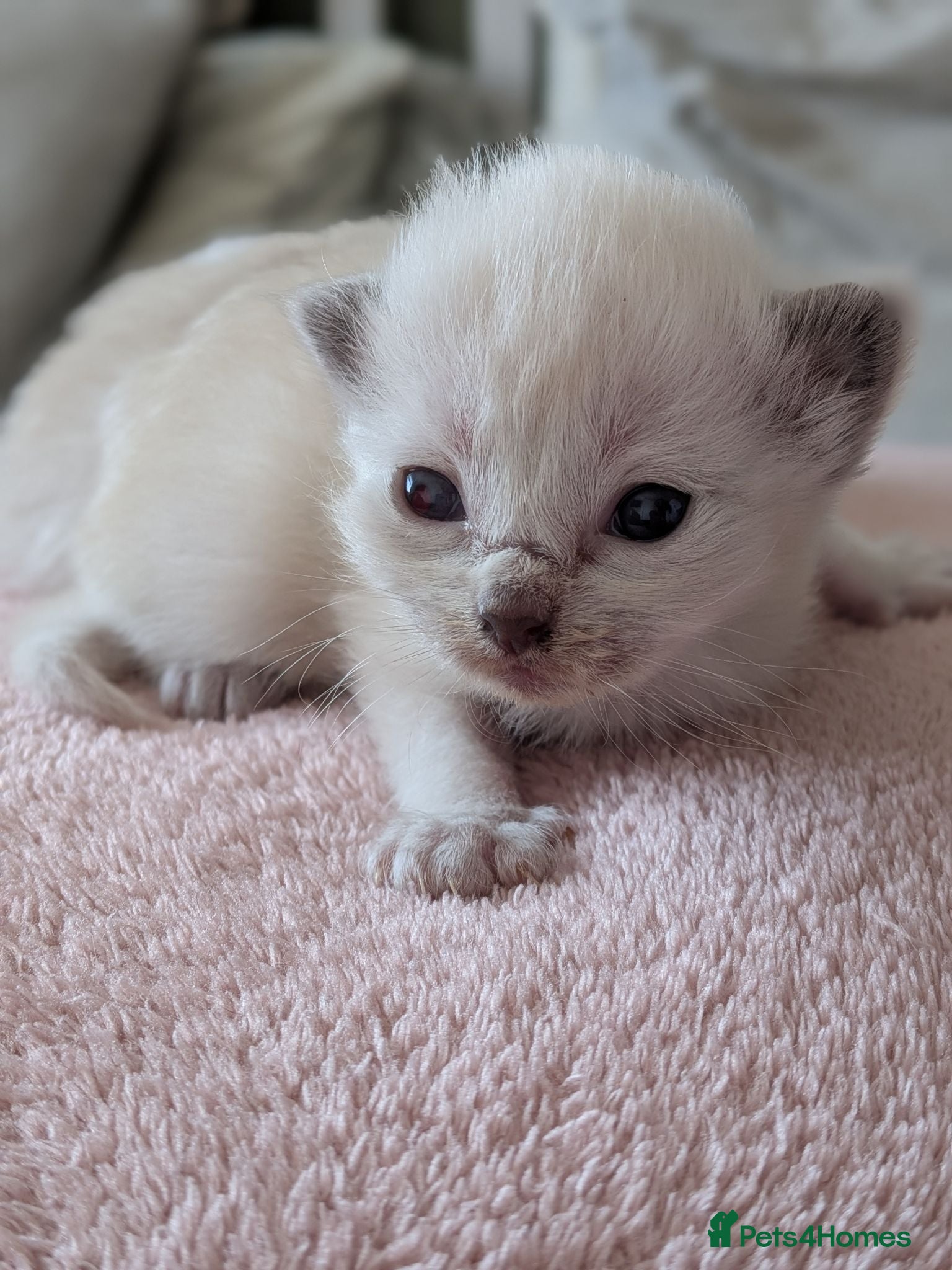 Ragdoll cats ⭐5 beautiful pure ragdolls ⭐2 weeks old 😻 - Advert 19