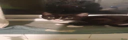 European cats for sale: Male and female  kittens   in Birmingham - Advert 1