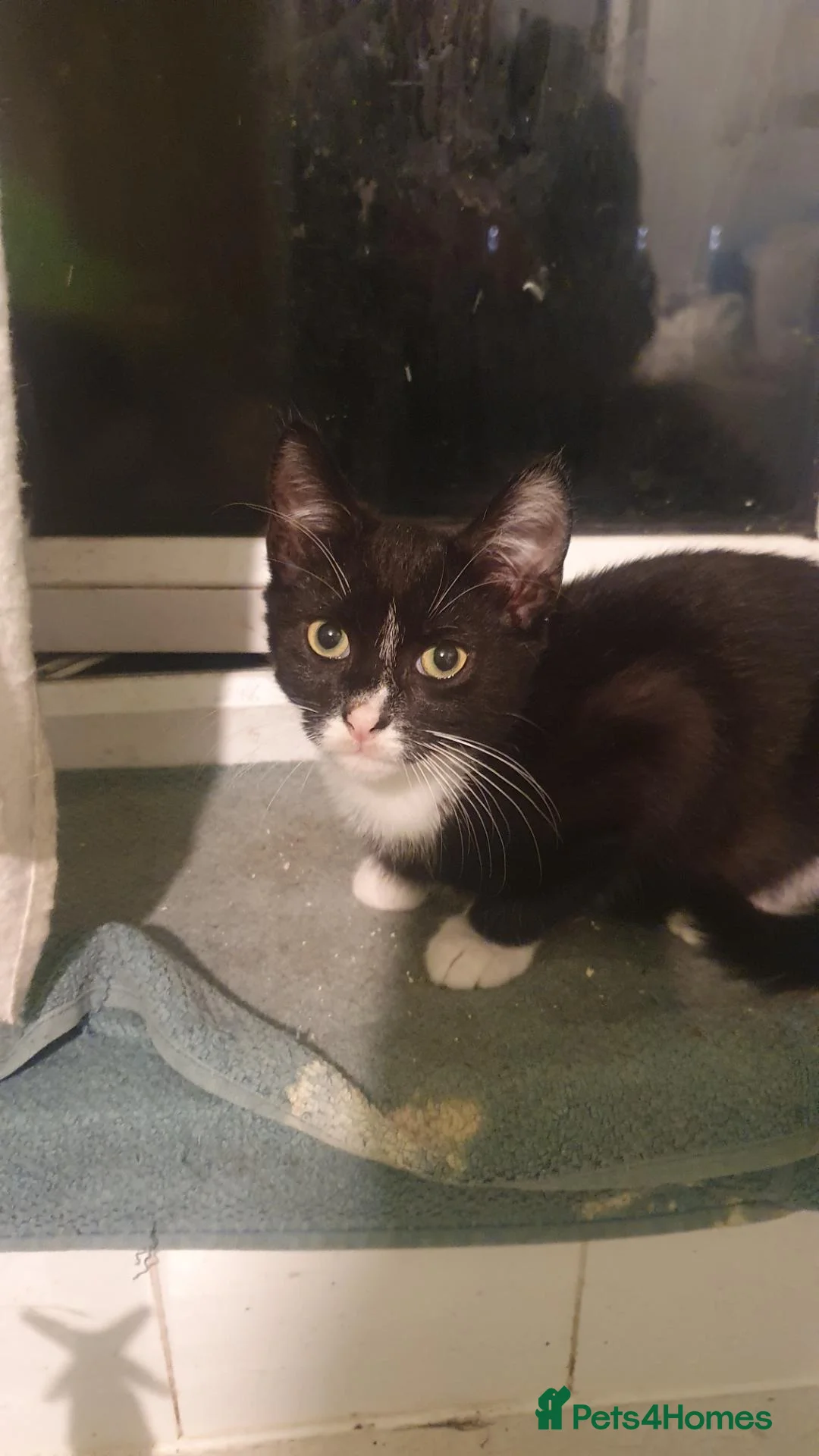 European cats for sale: Male and female  kittens   in Birmingham - Advert 1