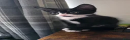 Mixed Breed cats for sale: Gorgeous Black and white male kitten - Advert 4