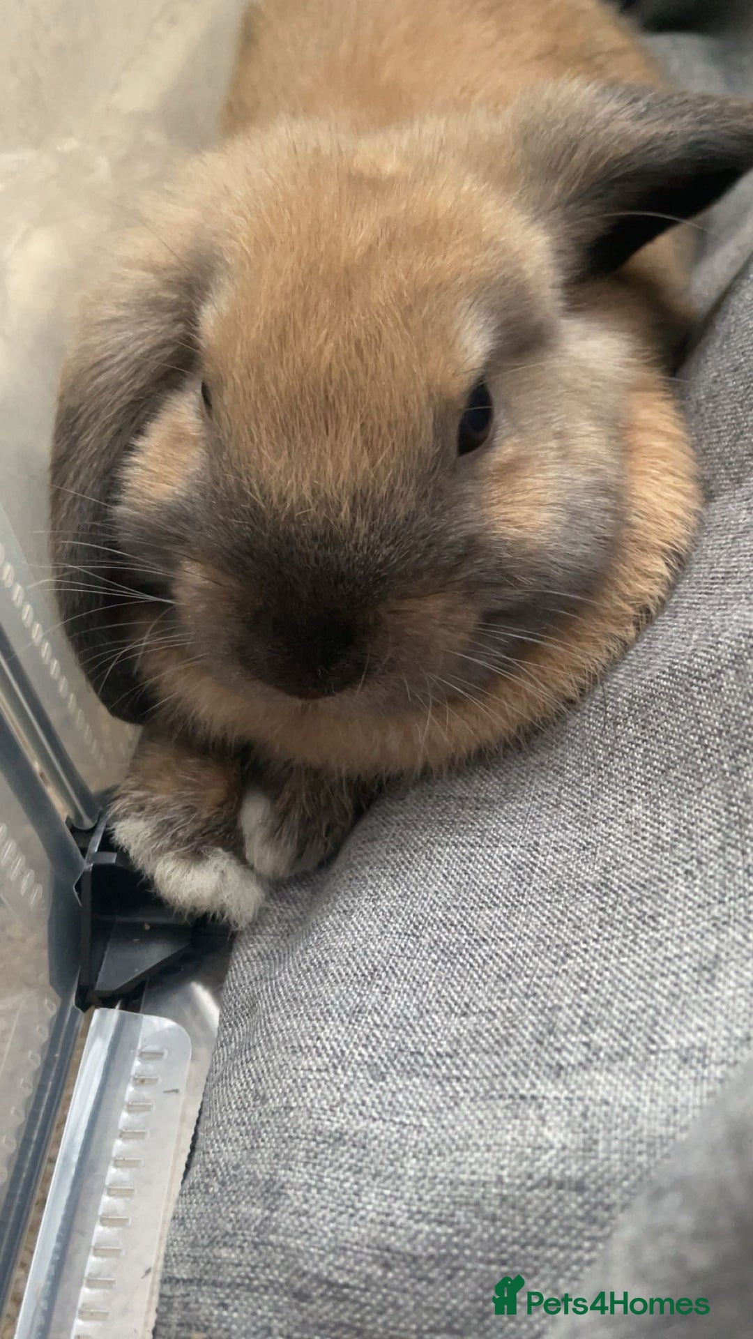 Mini Lop rabbits for sale: Meet Nyllah – Our Sweet Mini Lop Girl  - Advert 7