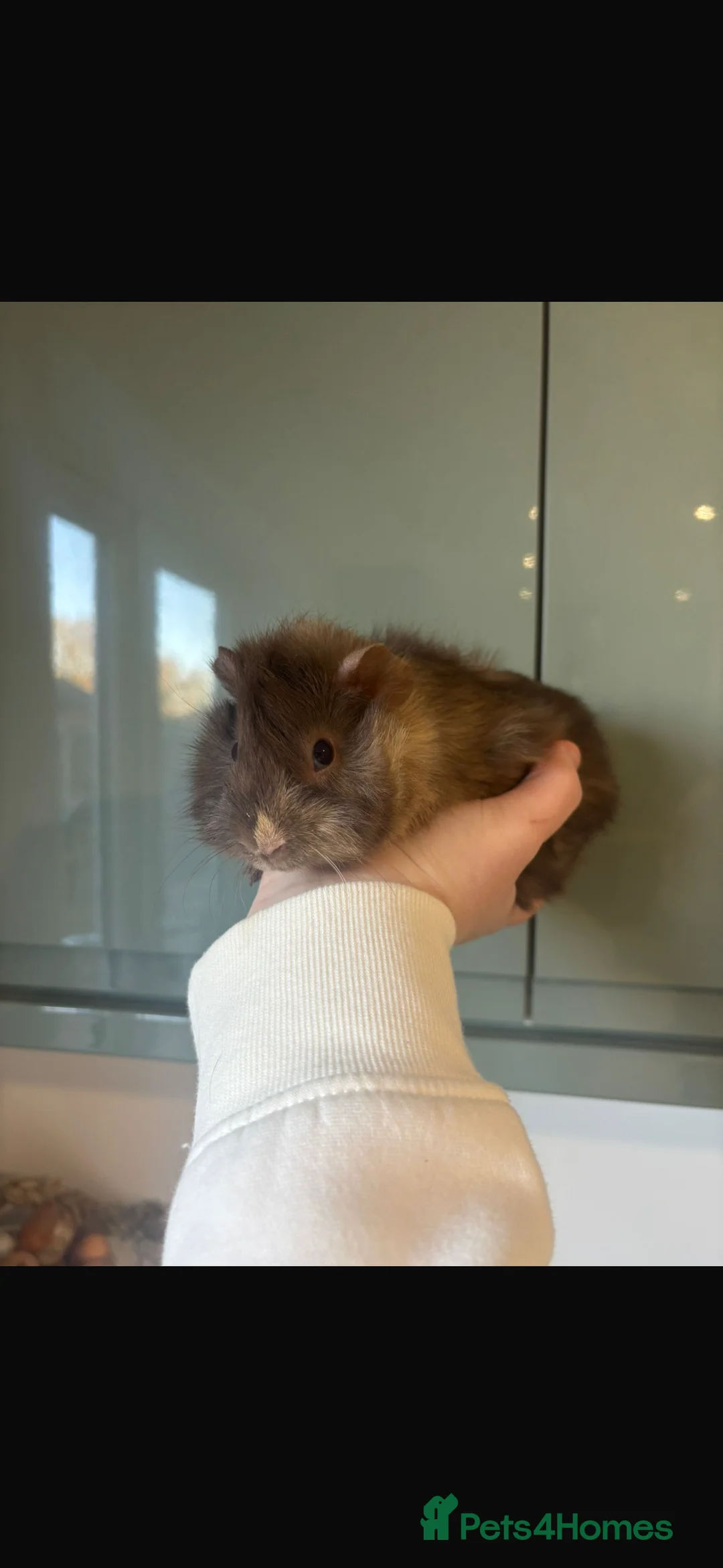 Guinea Pig rodents for sale: Rough boars  - Advert 1