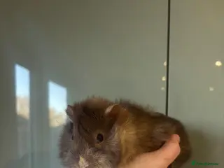 Guinea Pig rodents Rough boars - Advert 3