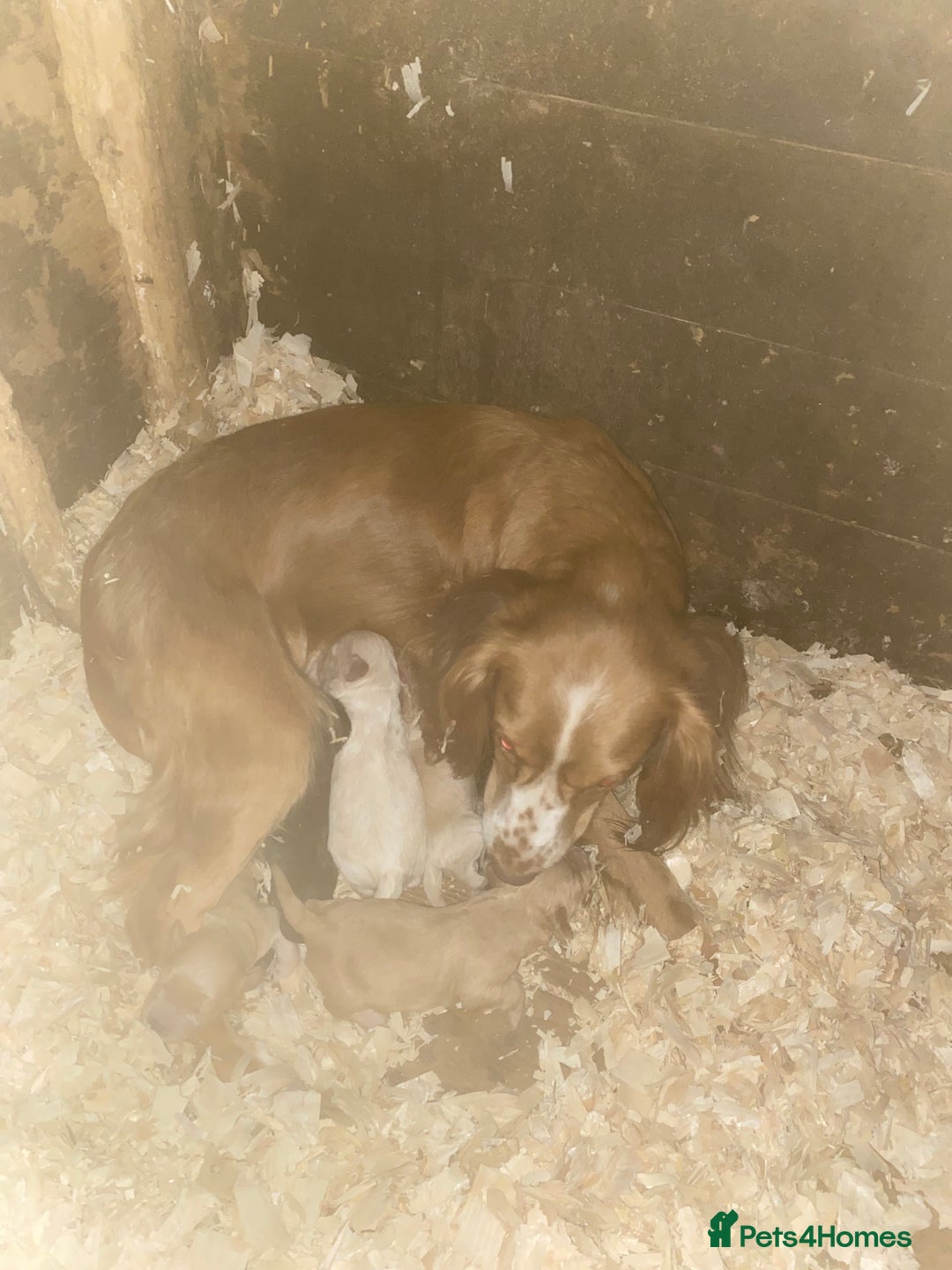Cockapoo dogs for sale: Miniature cocker poos  - Image 8