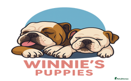 English Bulldog dogs for sale: English Bulldog Puppies  - Image 1
