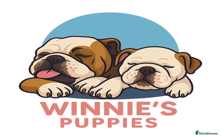 English Bulldog dogs - Advert 1