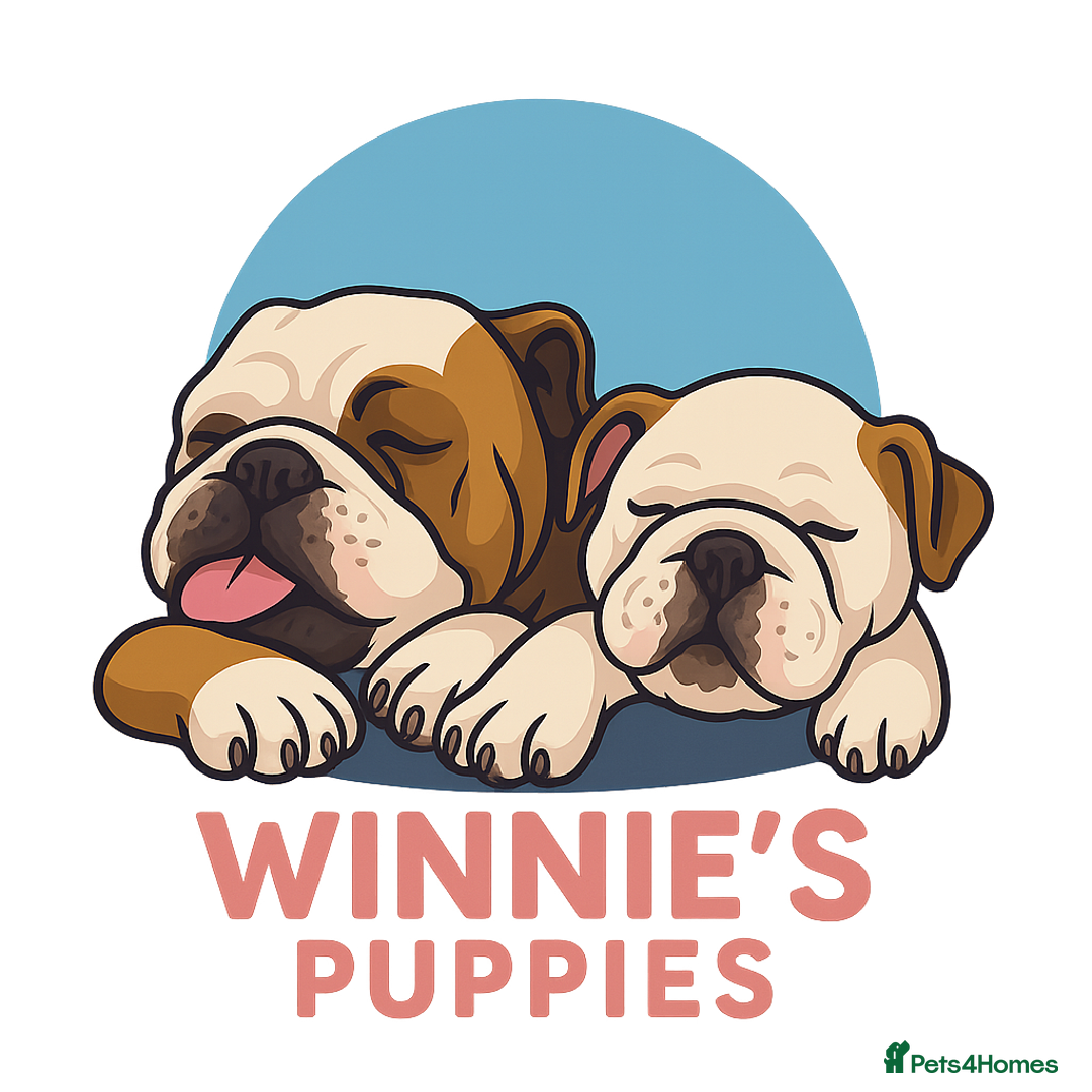 English Bulldog dogs for sale: English Bulldog Puppies  - Image 1