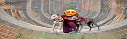 Whippet dogs for sale: Whippet puppies  - Advert 12