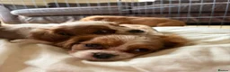 Cavalier King Charles Spaniel dogs for sale: 6 Cavalier King Charles Spaniels in Wigan - Advert 1