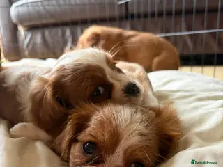 Cavalier King Charles Spaniel dogs 6 Cavalier King Charles Spaniels - Advert 1