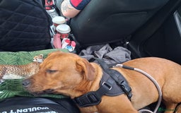 Mixed Breed dogs for sale: Rottweiler/Mastiff  - Advert 6