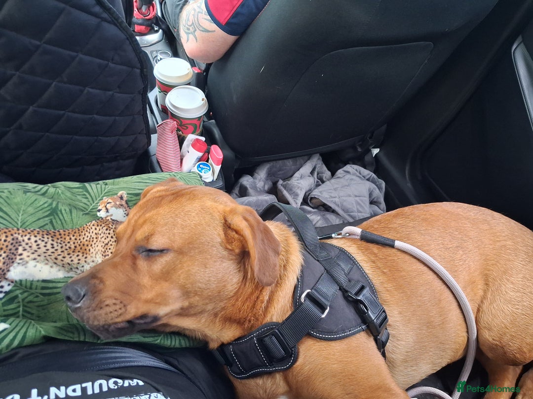 Mixed Breed dogs for sale: Rottweiler/Mastiff  - Advert 6