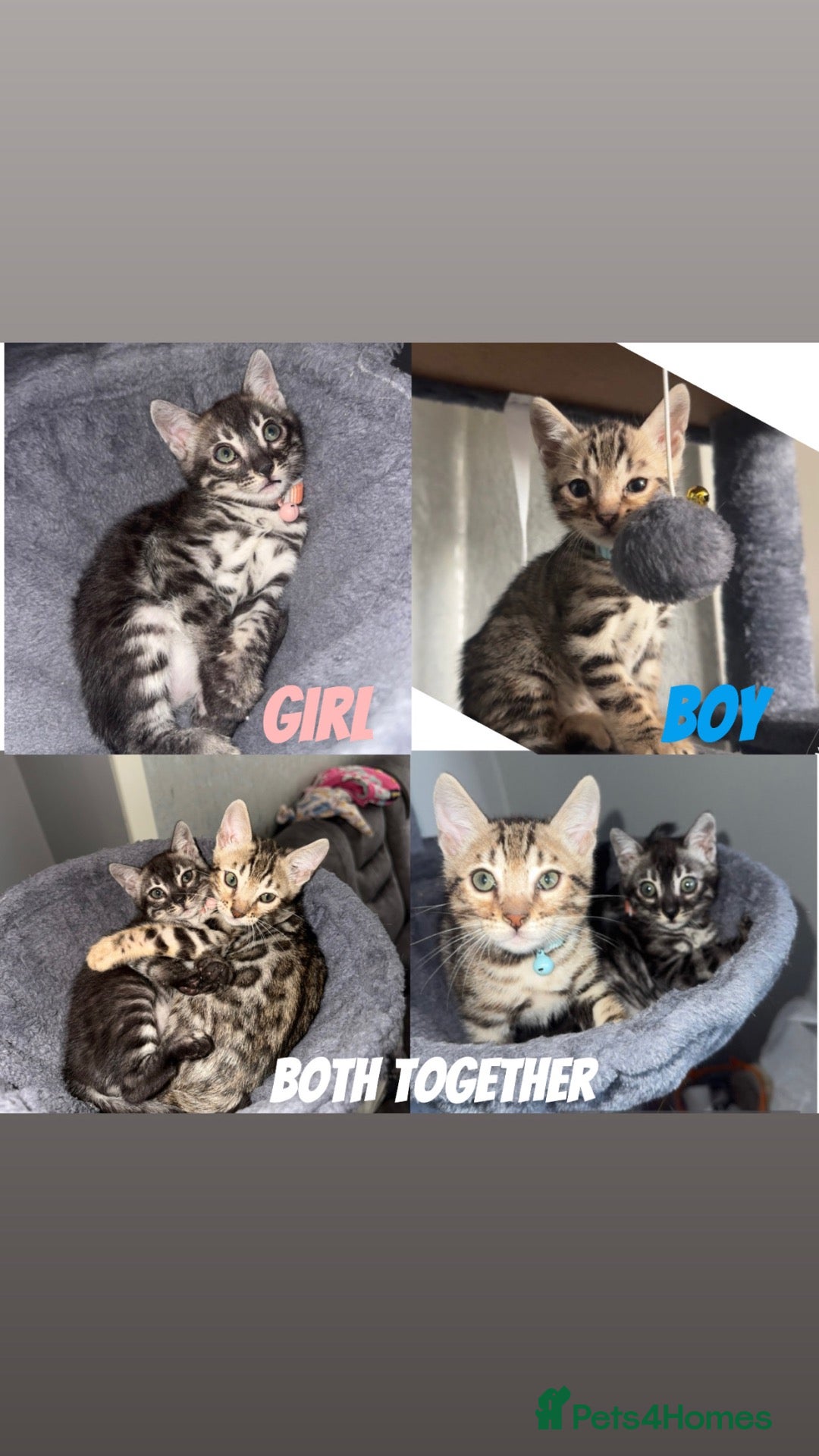 Bengal cats Bengal kittens  - Advert 1