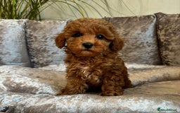 Maltipoo dogs for sale: Gorgeous Toy Maltipoo Puppies! - Image 6