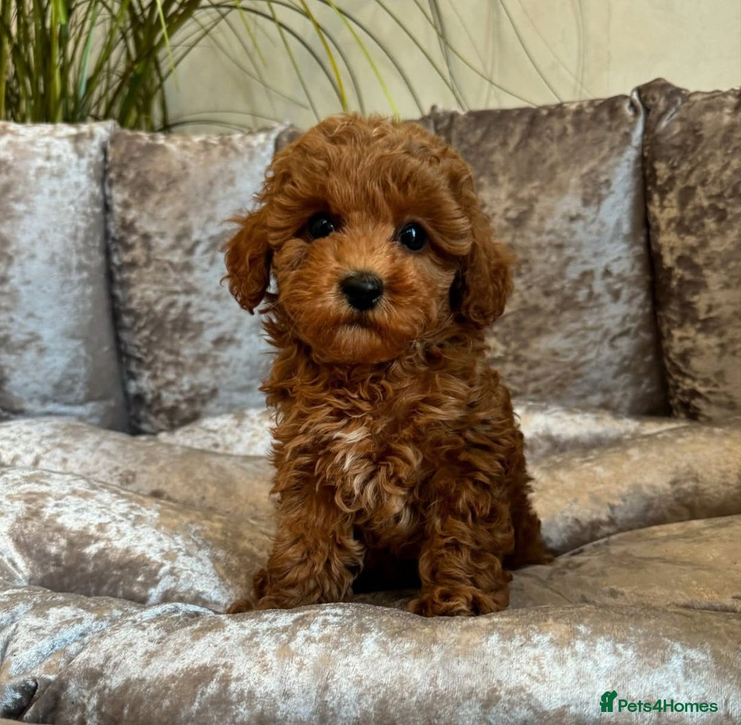 Maltipoo dogs for sale: Gorgeous Toy Maltipoo Puppies! - Image 6