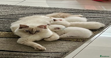 Ragdoll cats - Advert 14