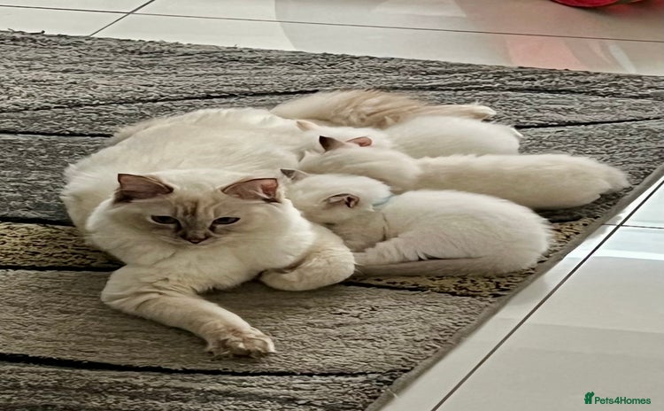 Ragdoll cats - Advert 11