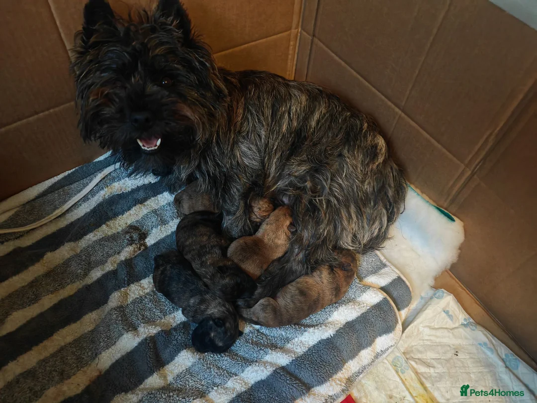 Cairn Terrier dogs for sale: Briarcastle Cairns, 3 beautiful dog puppies in Livingston - Advert 1