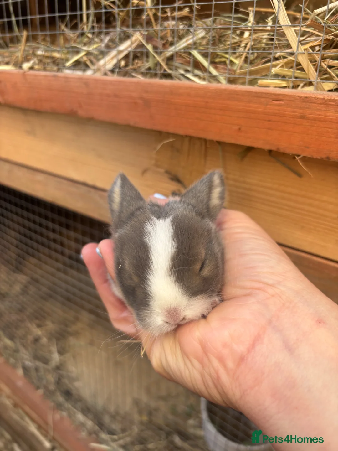 Mixed Breed rabbits for sale: Baby bunnies in Worthing - Advert 1