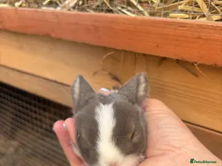 Mixed Breed rabbits Baby bunnies - Advert 3