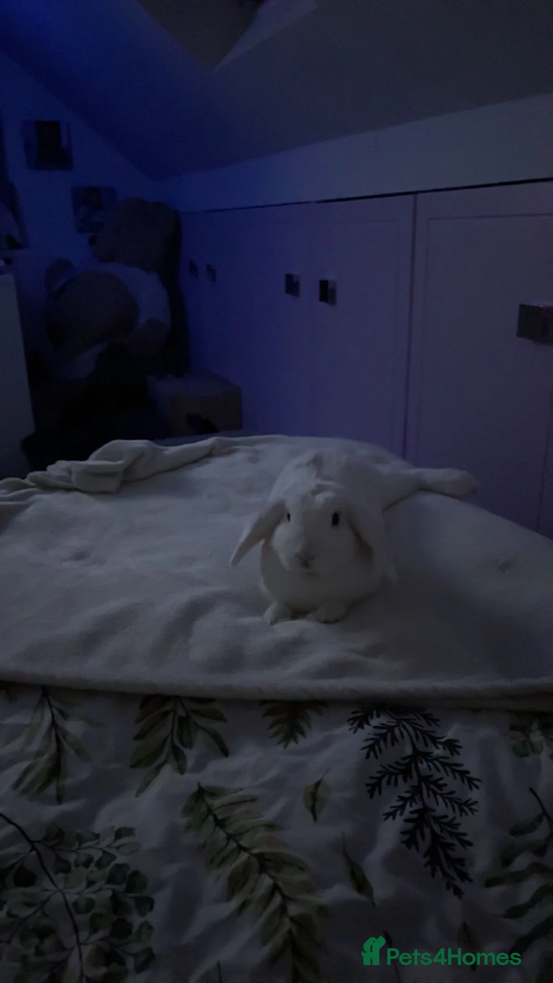 Mixed Breed rabbits for sale: Rabbit  - Advert 3